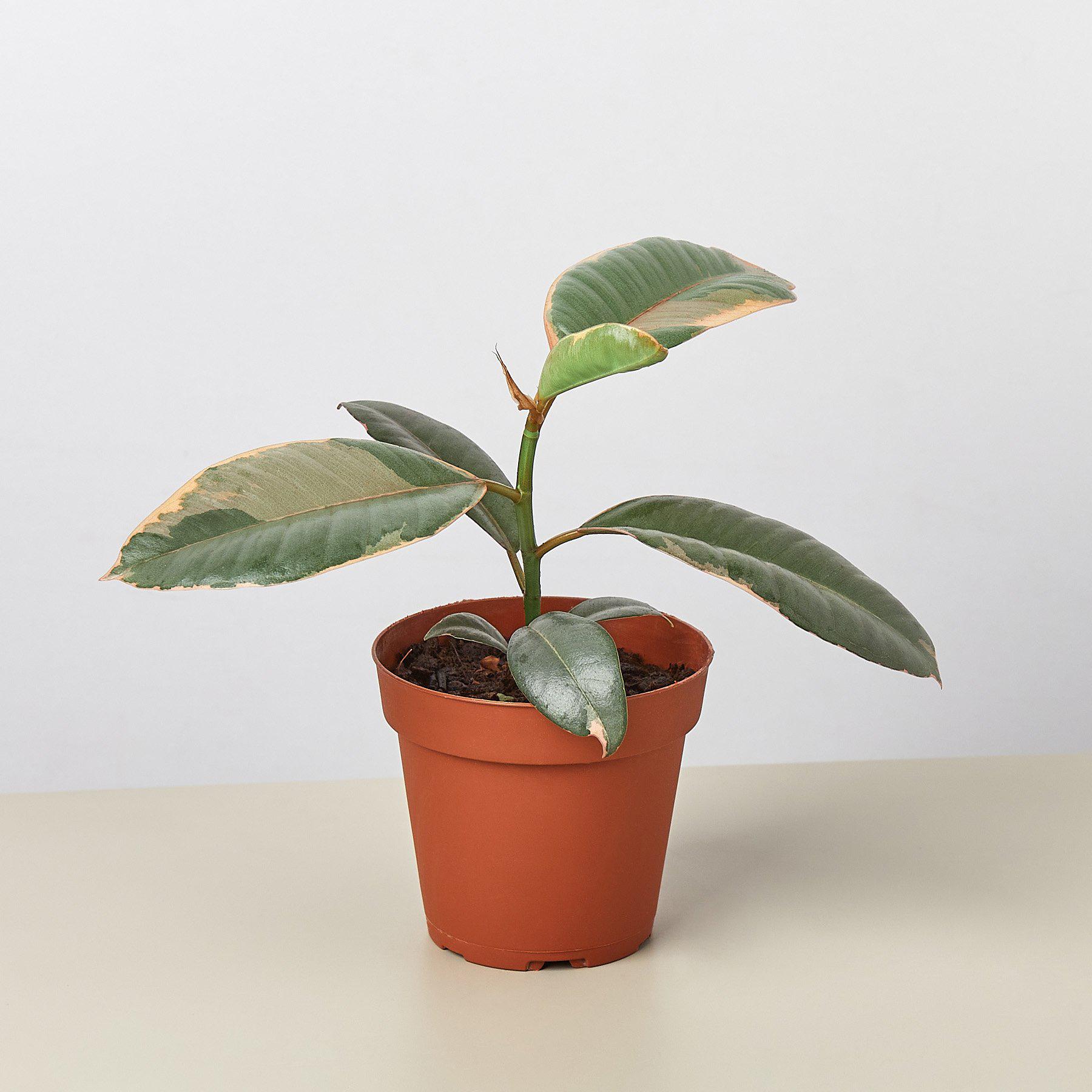Ficus Elastica 'Ruby Pink'