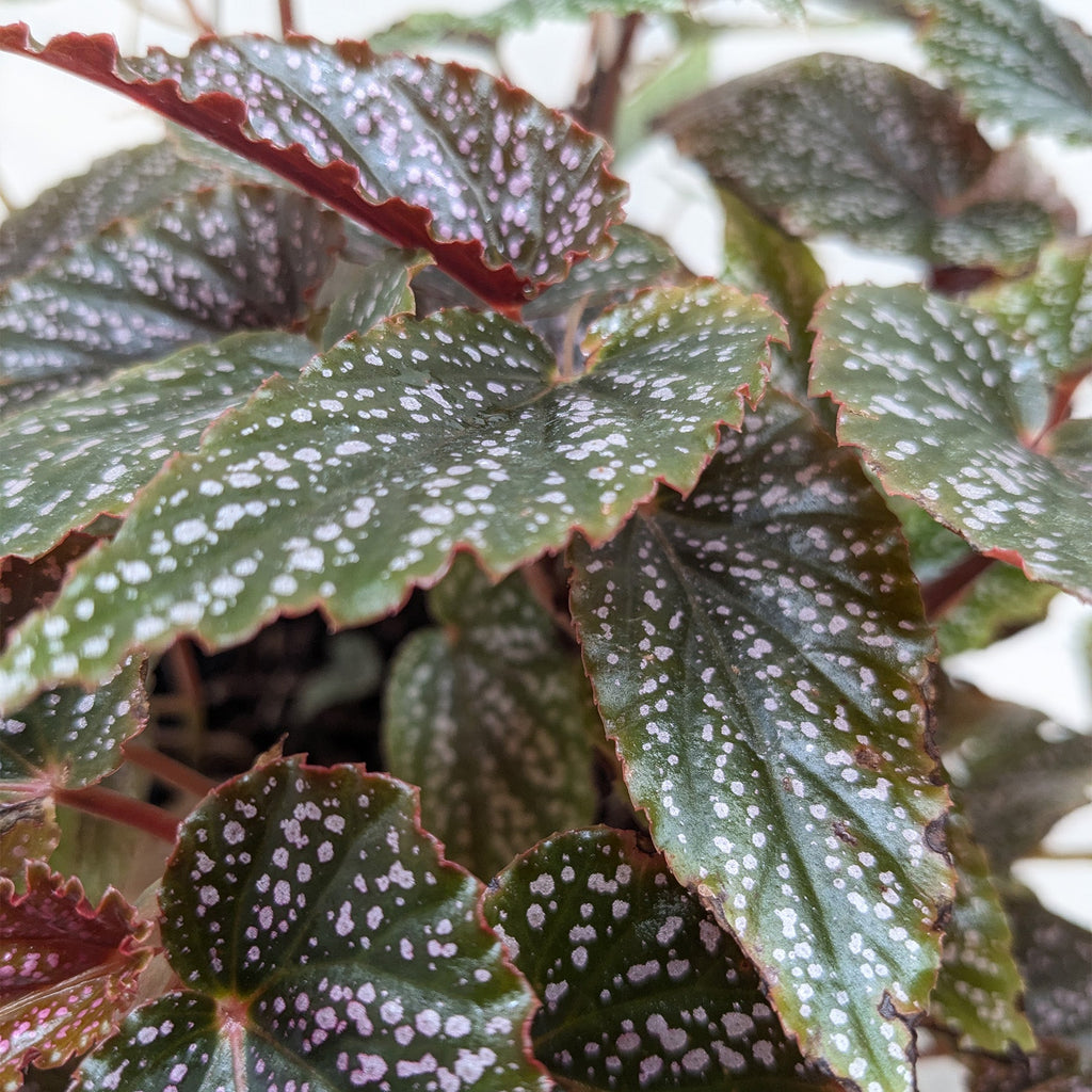Begonia 'Corallina'